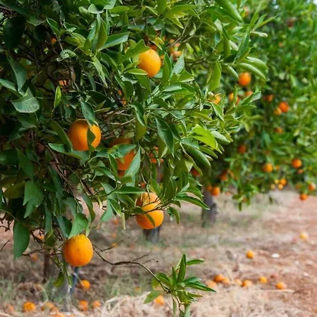 Orange Tree Porto Heli
