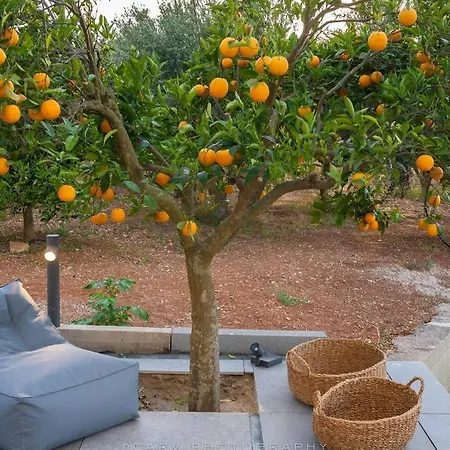 Orange Tree Σπίτι διακοπών