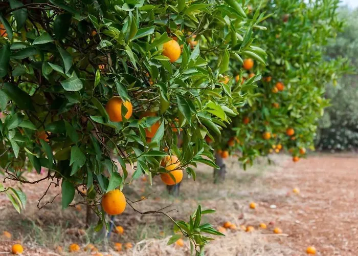 Orange Tree Porto Cheli